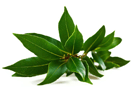 Schisandra chinensis - ingrediente natural