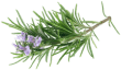 Extracto de Magnolia - ingrediente natural